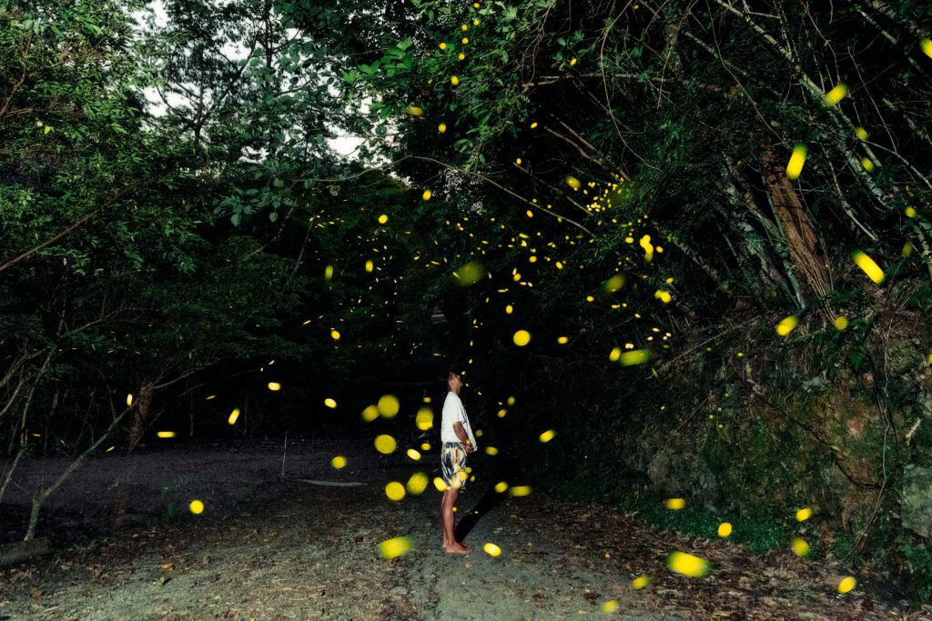 沖縄のアクティビティ_ホタルツアー